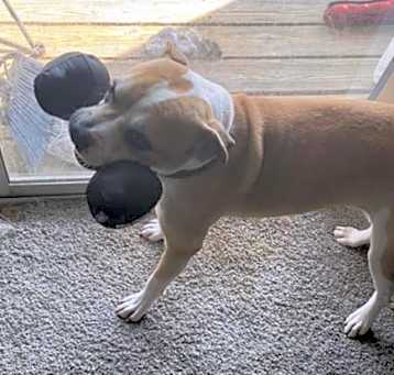 Photo of OSCAR