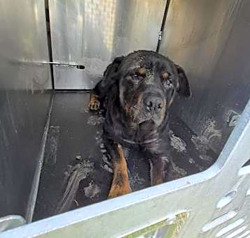 Photo of WINSTON