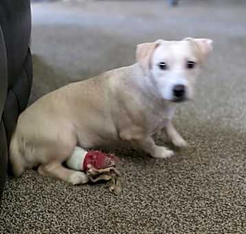 Photo of Lucy