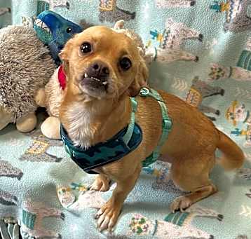 Photo of Moochie