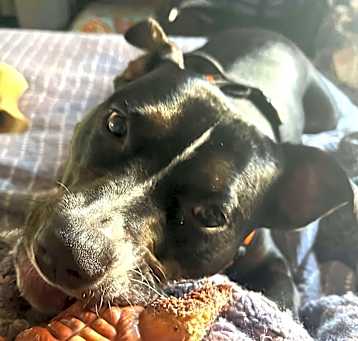 Photo of Mystique - Gracie