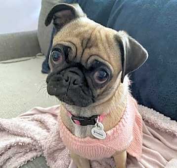 Photo of Princess