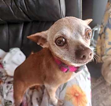 Photo of Daisy