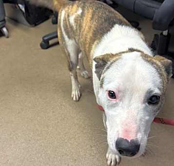 Photo of Pointer
