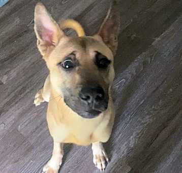 Photo of BEAR