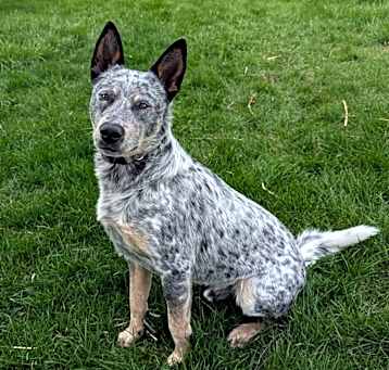 Photo of Rocky
