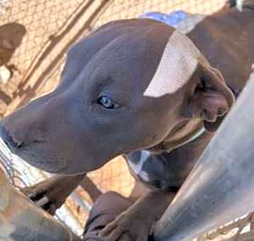 Photo of Blueboy*