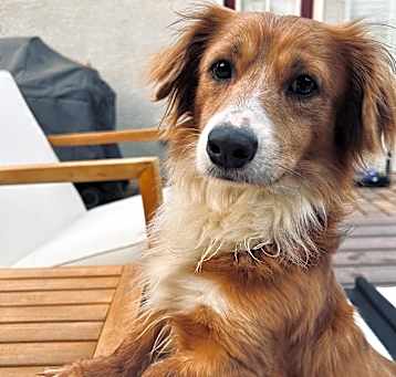 Photo of Buddy