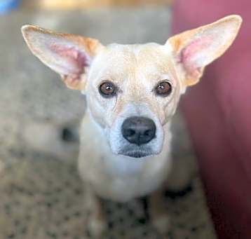Photo of Harlow