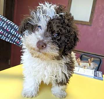 Photo of Oreo