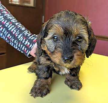 Photo of Brownie