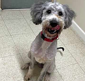 Photo of Alfalfa