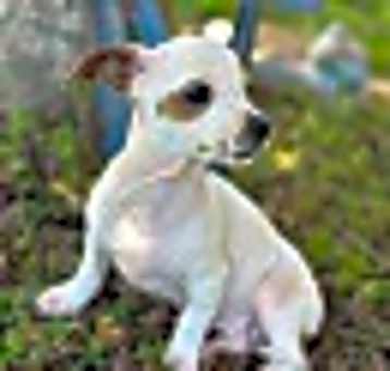 Photo of Lora