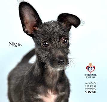 Photo of Nigel