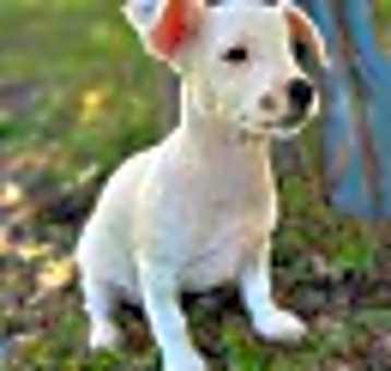 Photo of Lollie