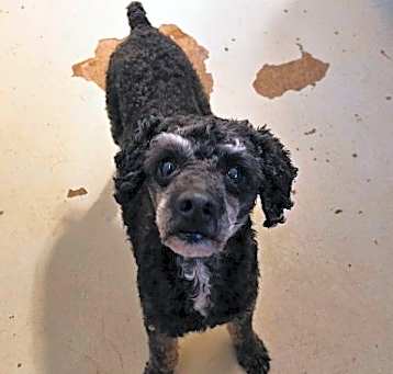 Photo of Scruffy