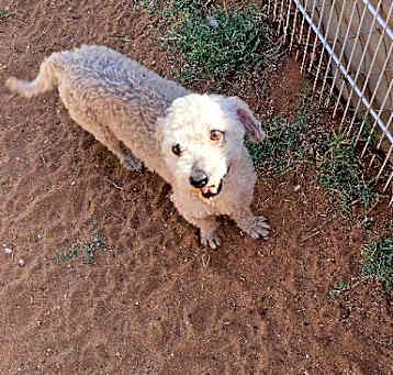 Photo of Gunner