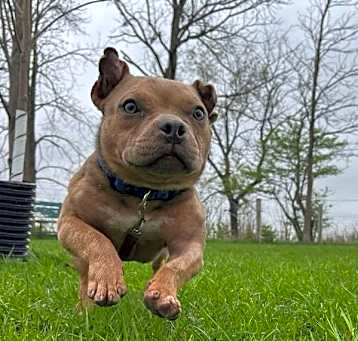 Photo of Morty