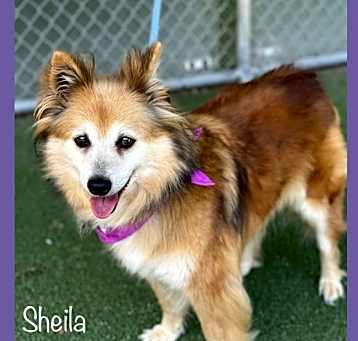 Photo of SHEILA