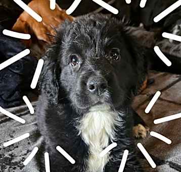 Photo of Nova