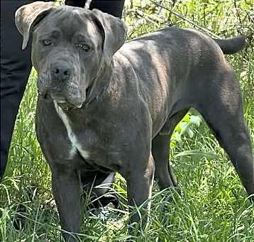 Photo of Hector