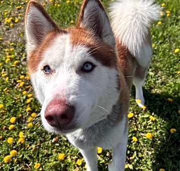 Photo of Luna