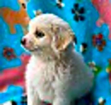 Photo of Preppie