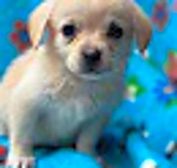 Photo of Penelope