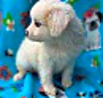 Photo of Pinky