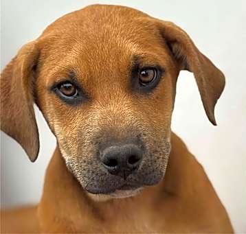 Photo of ScrappyDoo