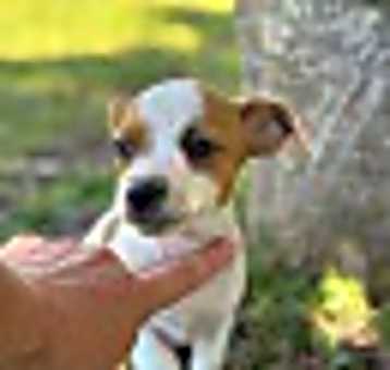 Photo of Leela
