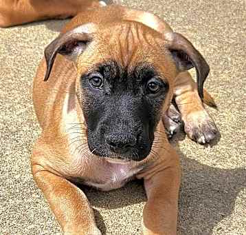 Photo of Saffron