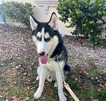 Photo of Bluey