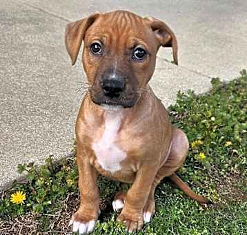 Photo of Sage