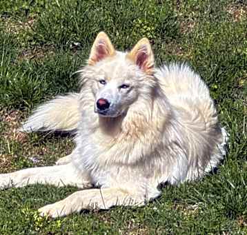 Photo of Dolly