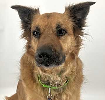 Photo of Baxter