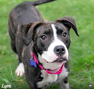 Photo of Lyra