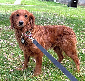Photo of Ruby Red