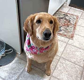 Photo of Bailey