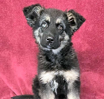 Photo of Envy *foster needed*