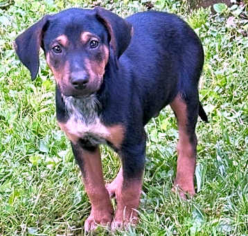 Photo of Bertie