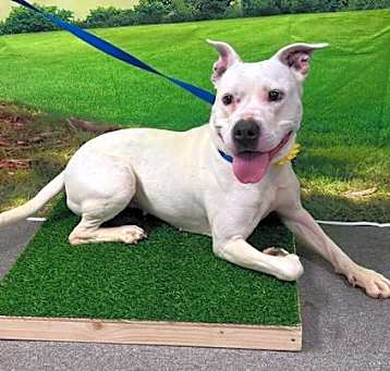 Photo of Harley