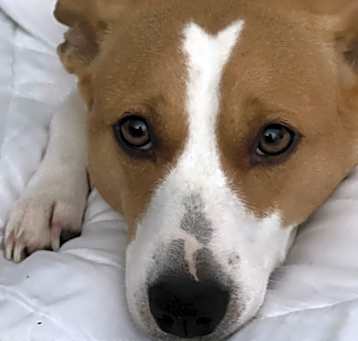 Photo of Lady