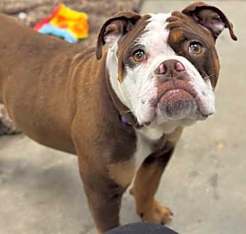 Photo of Jovie