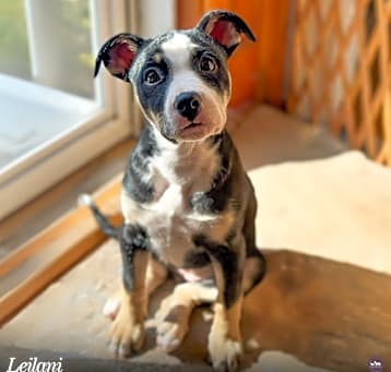 Photo of Leilani 