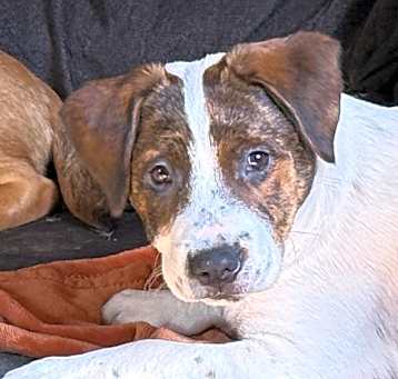 Photo of Roxy