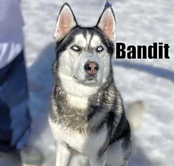 Photo of Bandit 250009