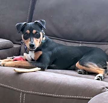 Photo of Dandelion
