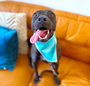 Photo of Sweet Pea Itty Bitty Pittie Babe