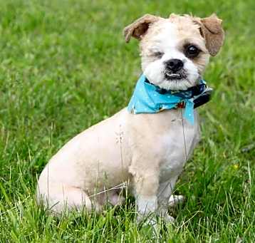 Photo of TIPPY